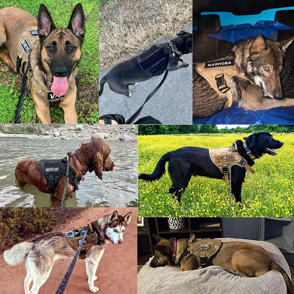 Padded Dog Training Harness And Leash Set With Quick Release